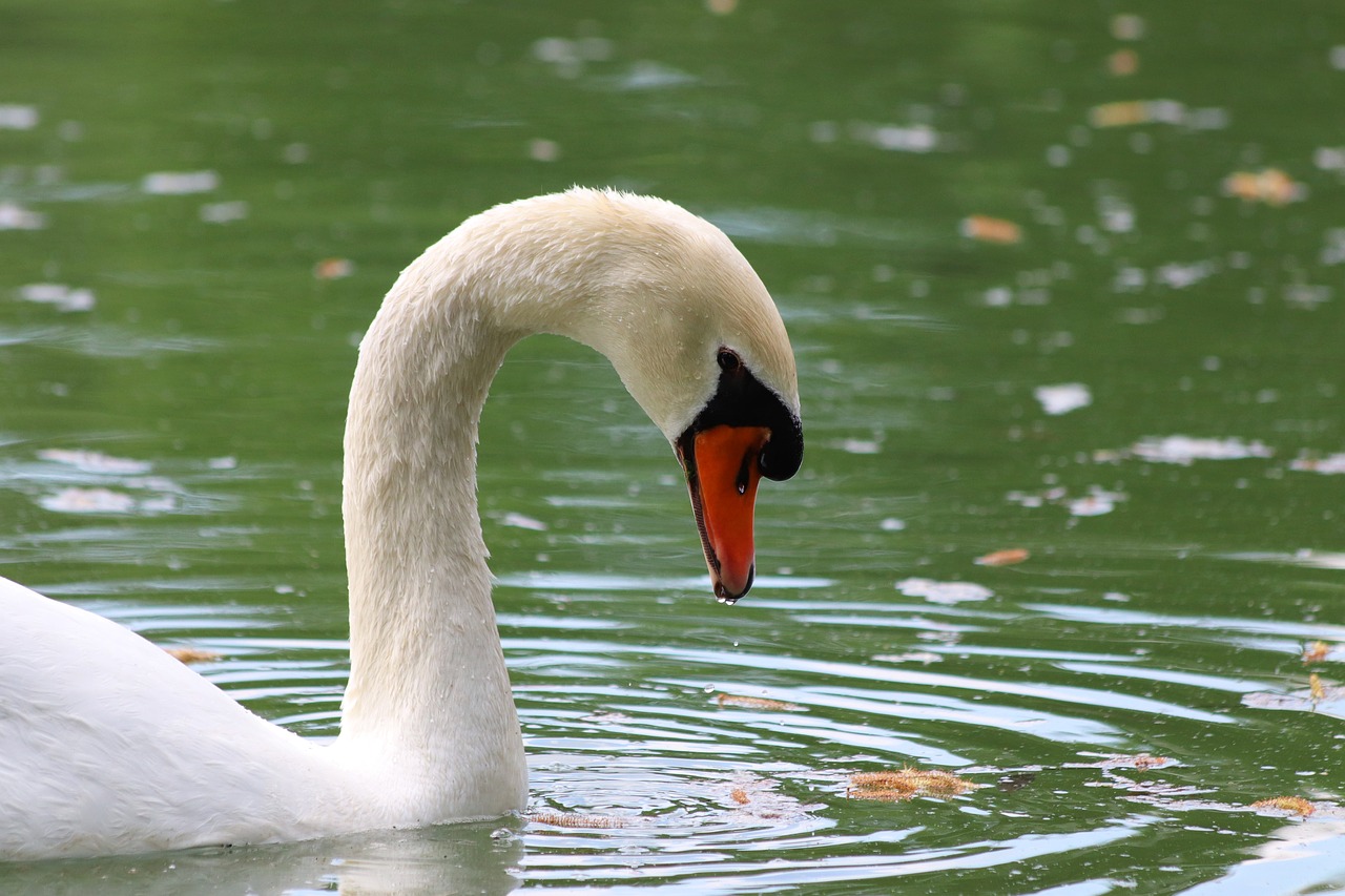 white swan  lake  elegant free photo