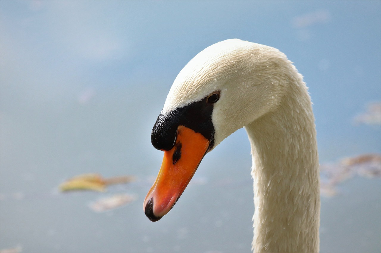 white swan  head  elegant free photo