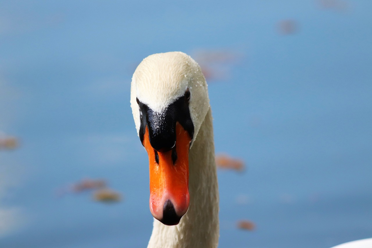 white swan  head  lake free photo