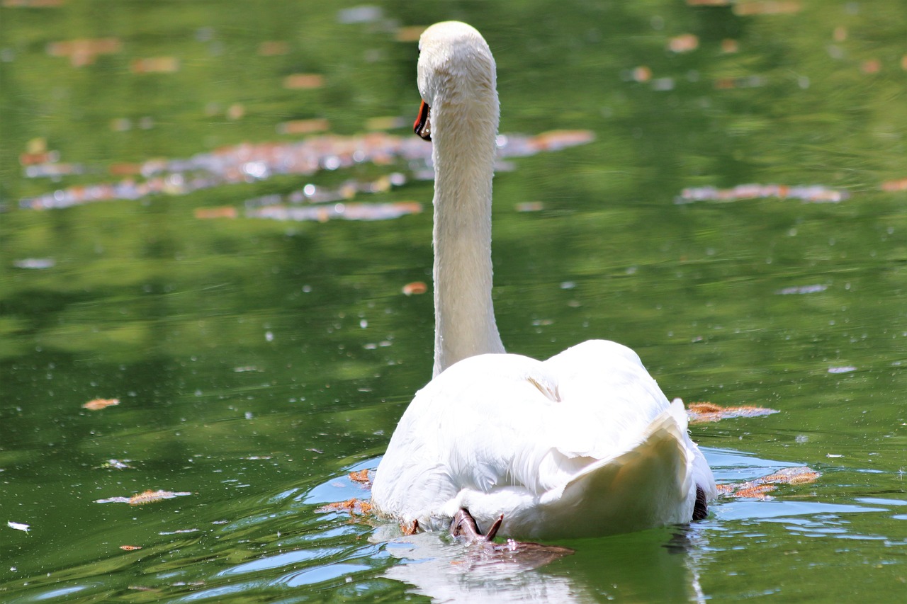 white swan  swimming  elegant free photo