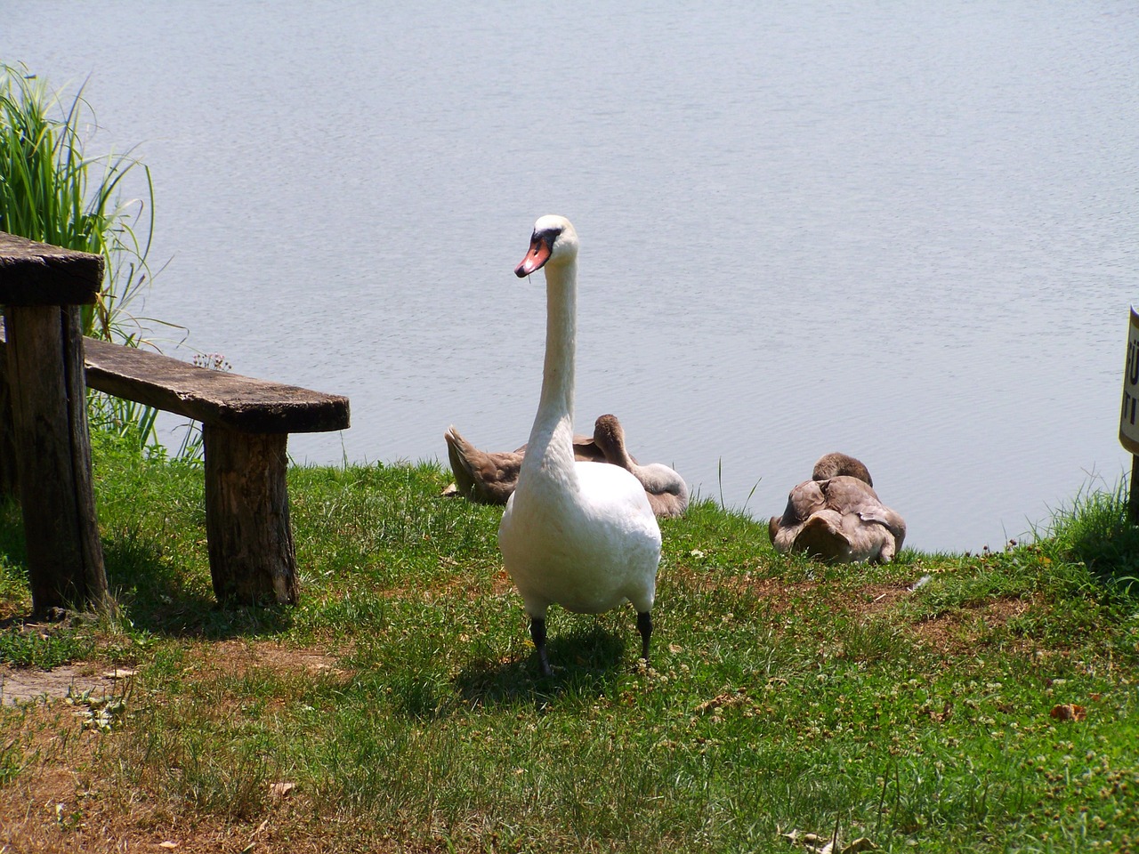 white swan waterfowl animal free photo