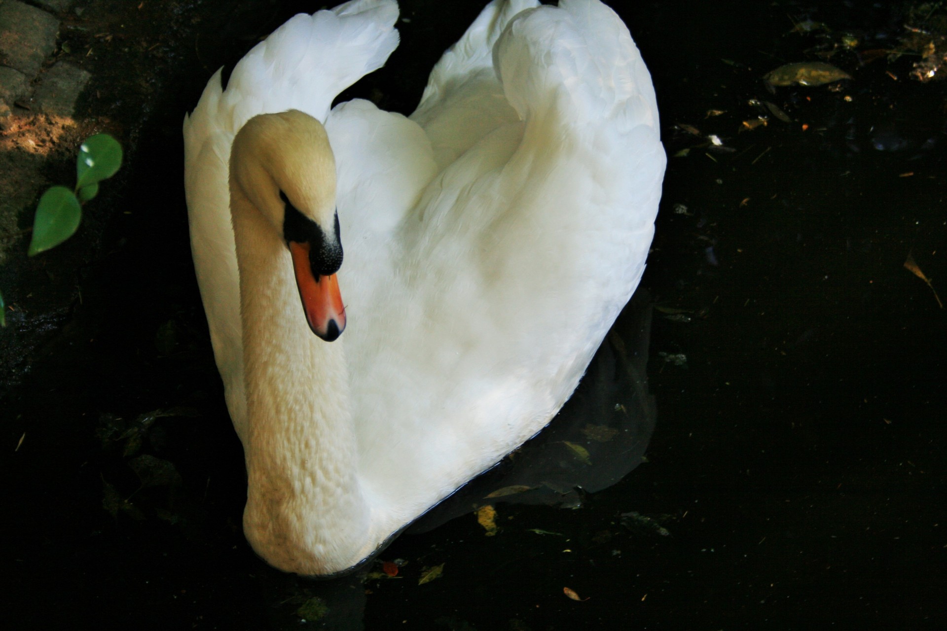 bird swan cygnus free photo