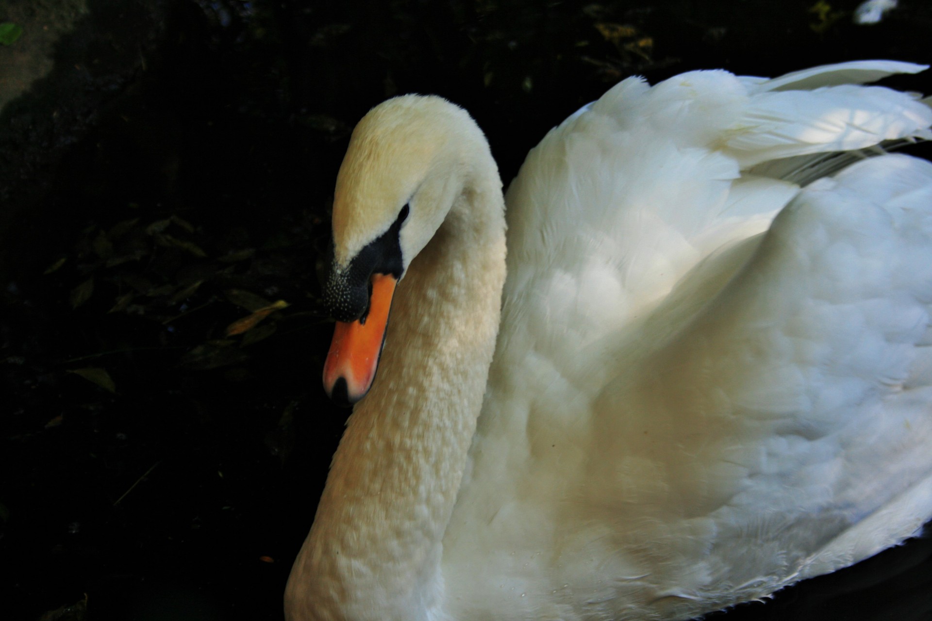 bird swan white free photo