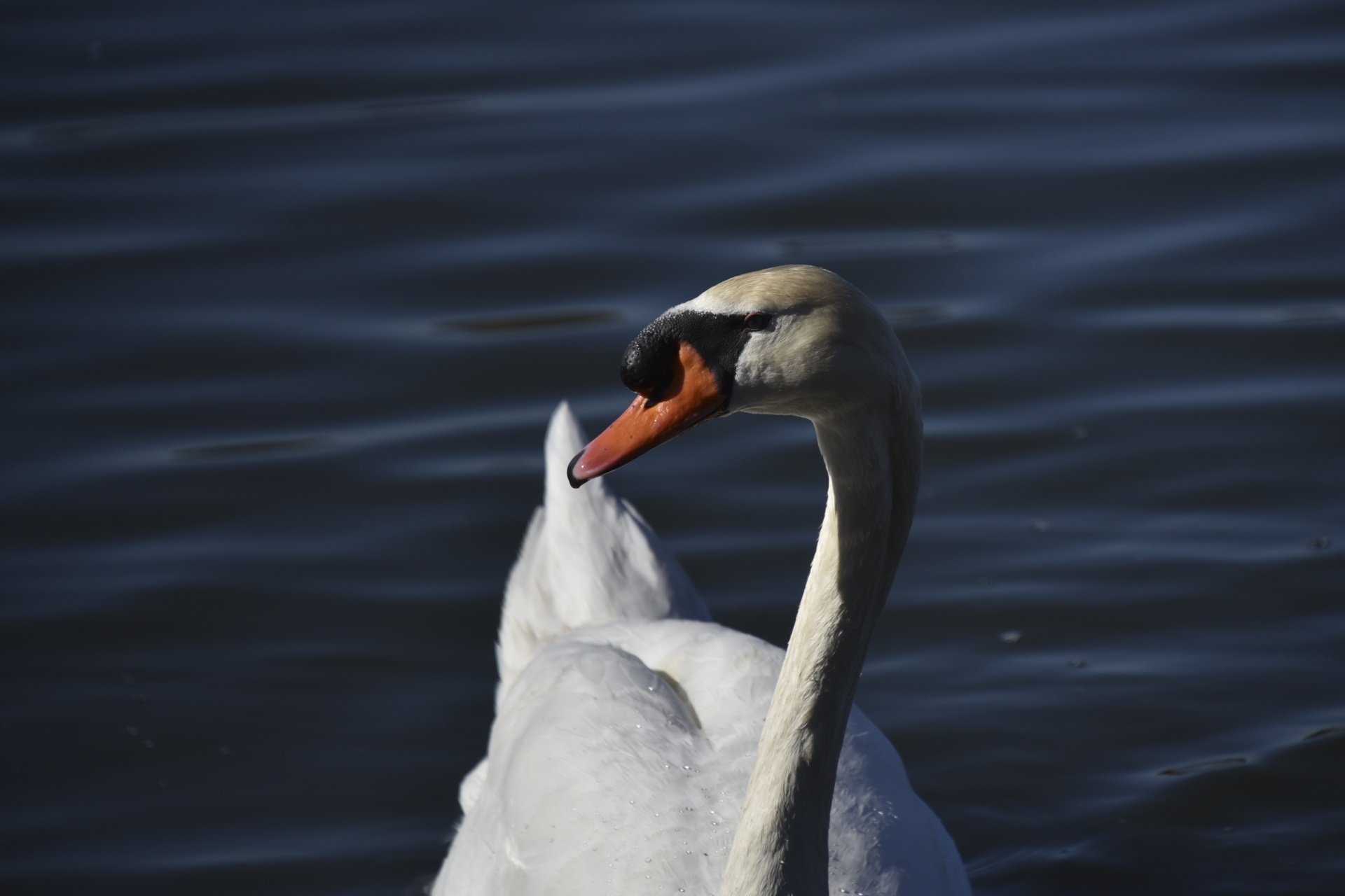 white swan waterfowl face free photo