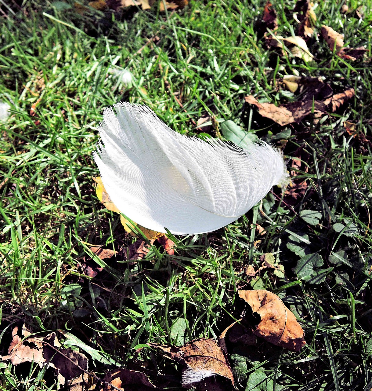 white swan feather autumn leaves canada free photo