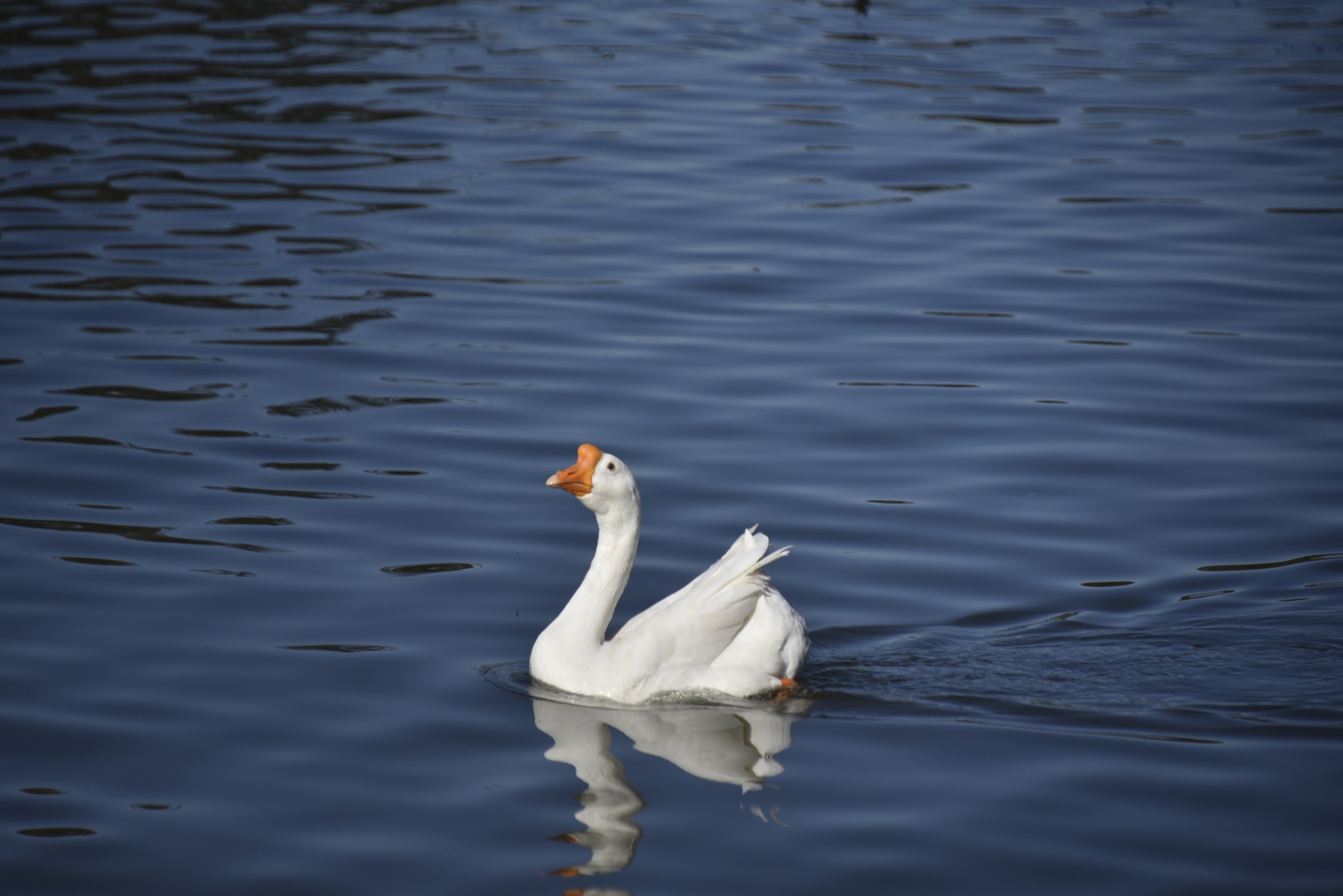 background white swan waterfowl face free photo