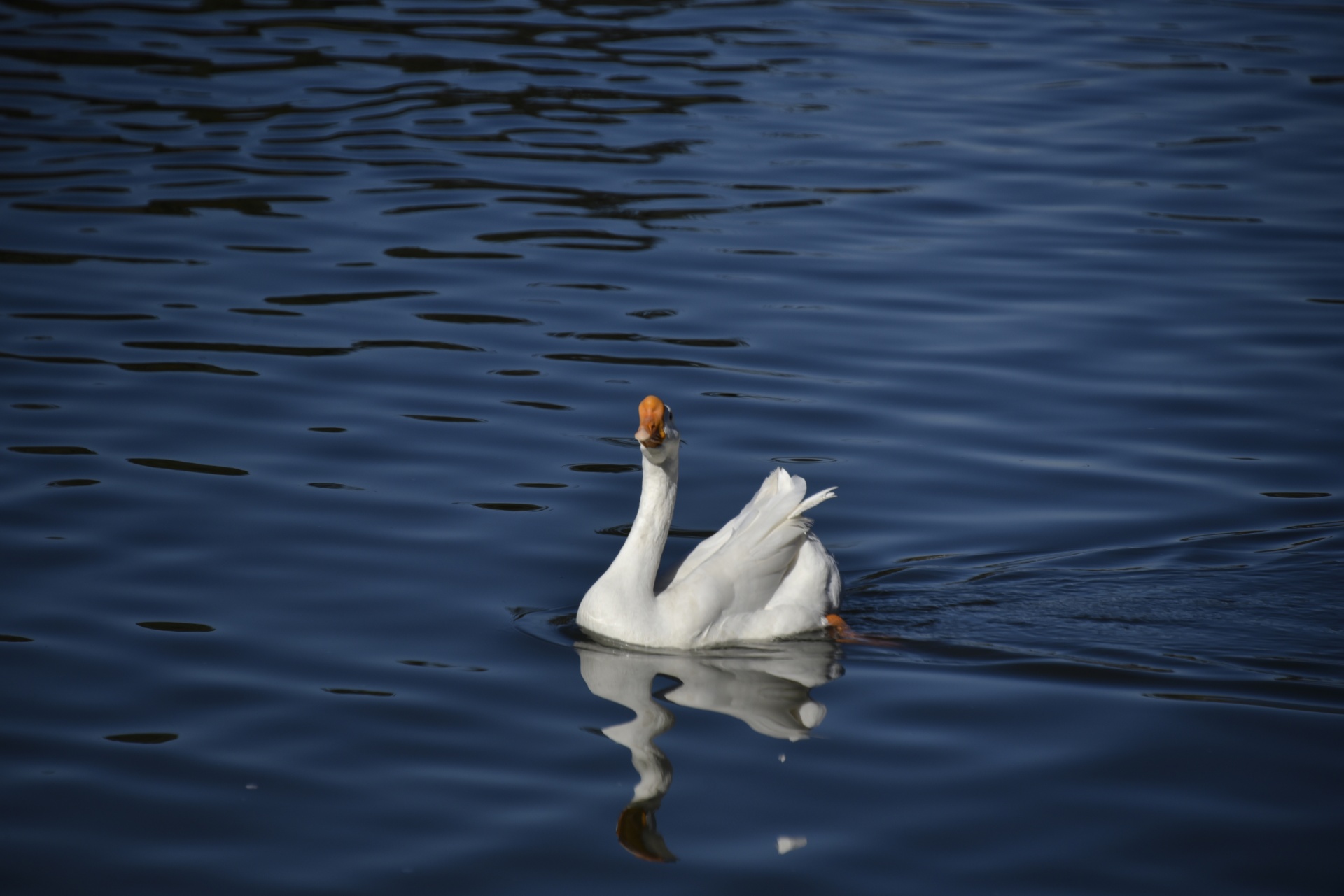 face forward white swan goose dark water free photo