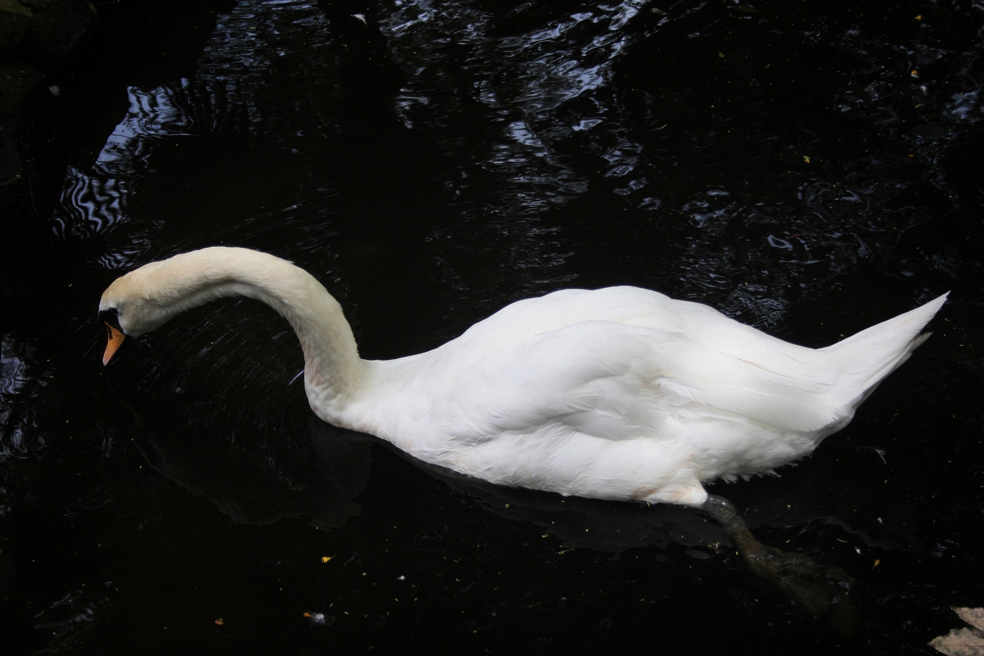 bird swan feathers free photo