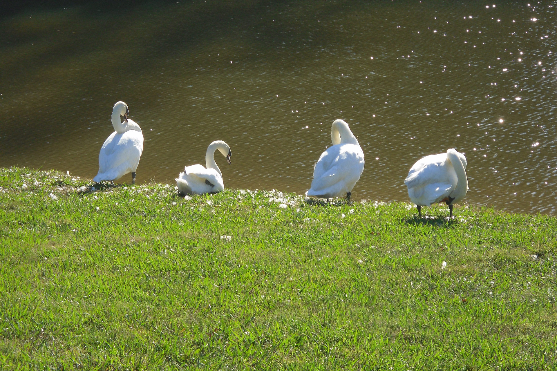 swans molting pruning free photo
