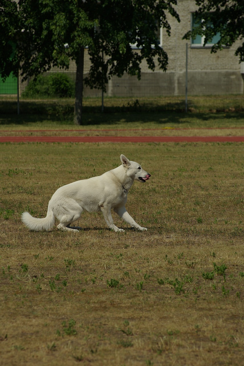 white swiss shepherd dog obedience free photo