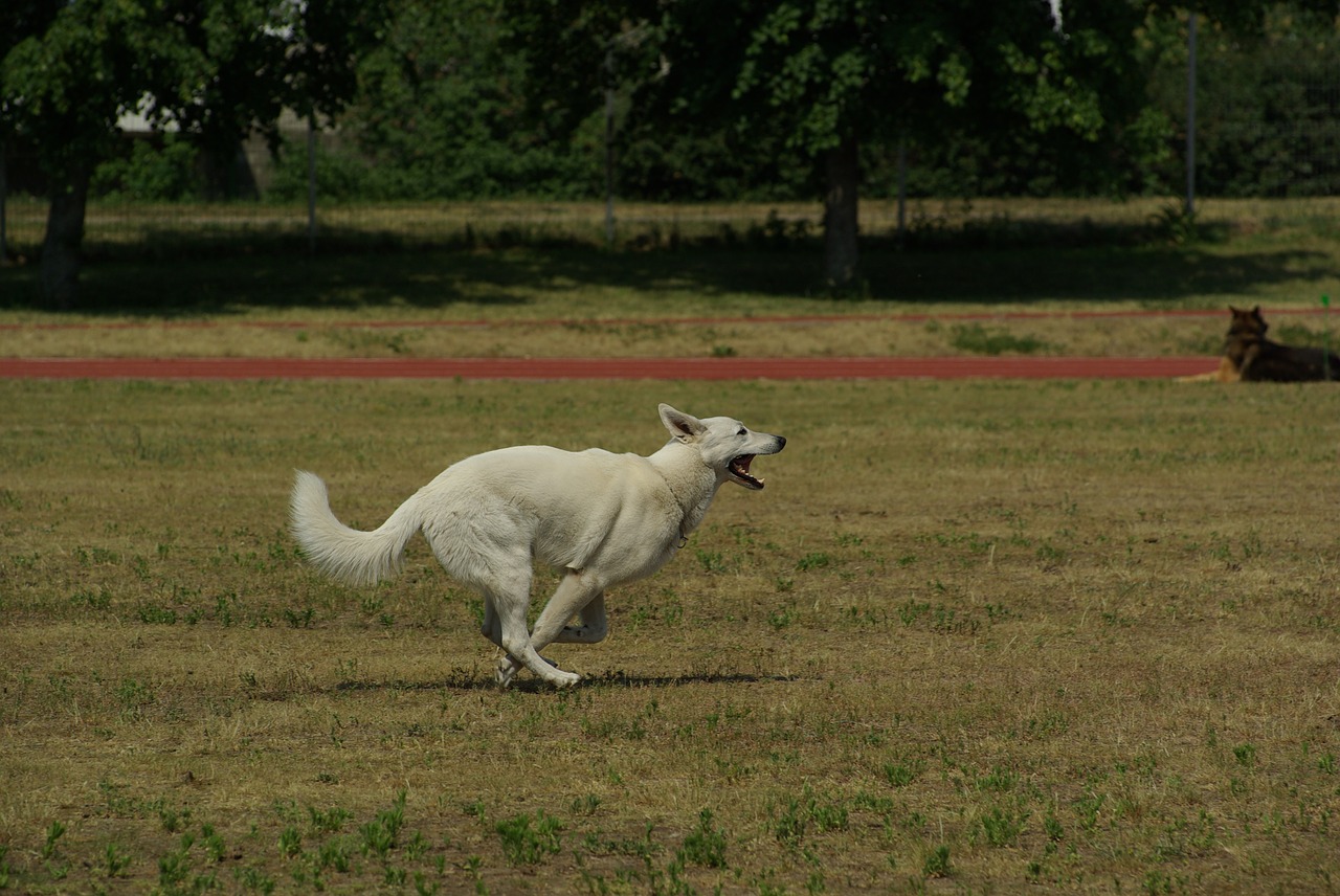 white swiss shepherd dog animal free photo