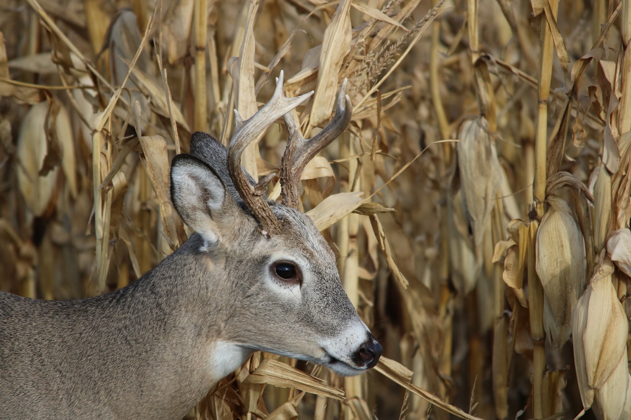 white tail deer wildlife free photo