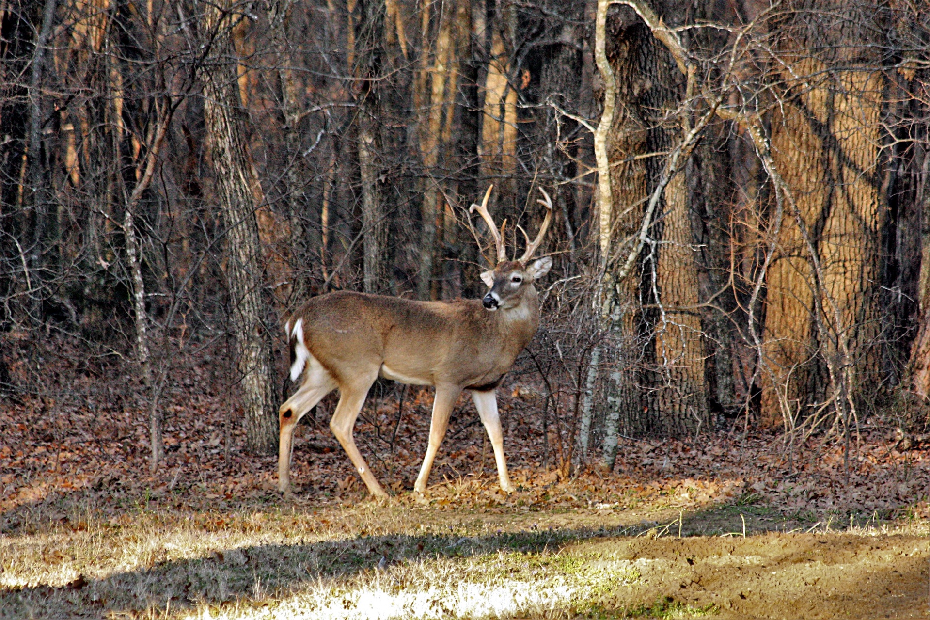 Deer lands