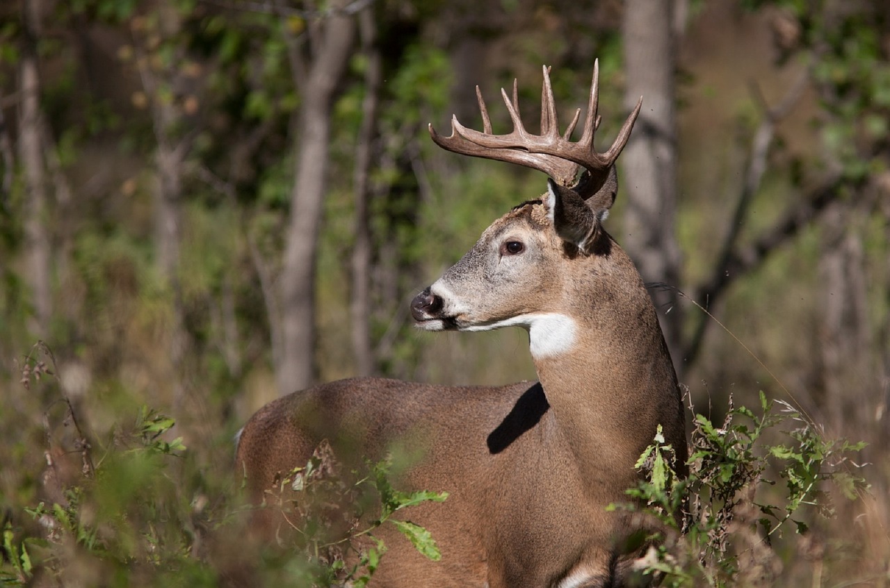 white tail deer portrait wildlife free photo