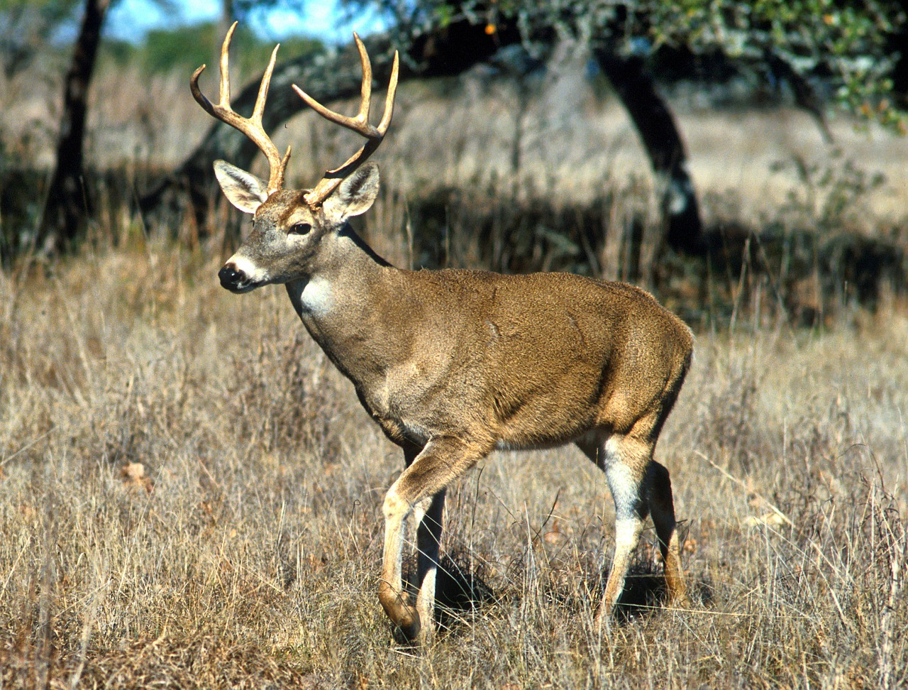 white-tailed deer animal free photo