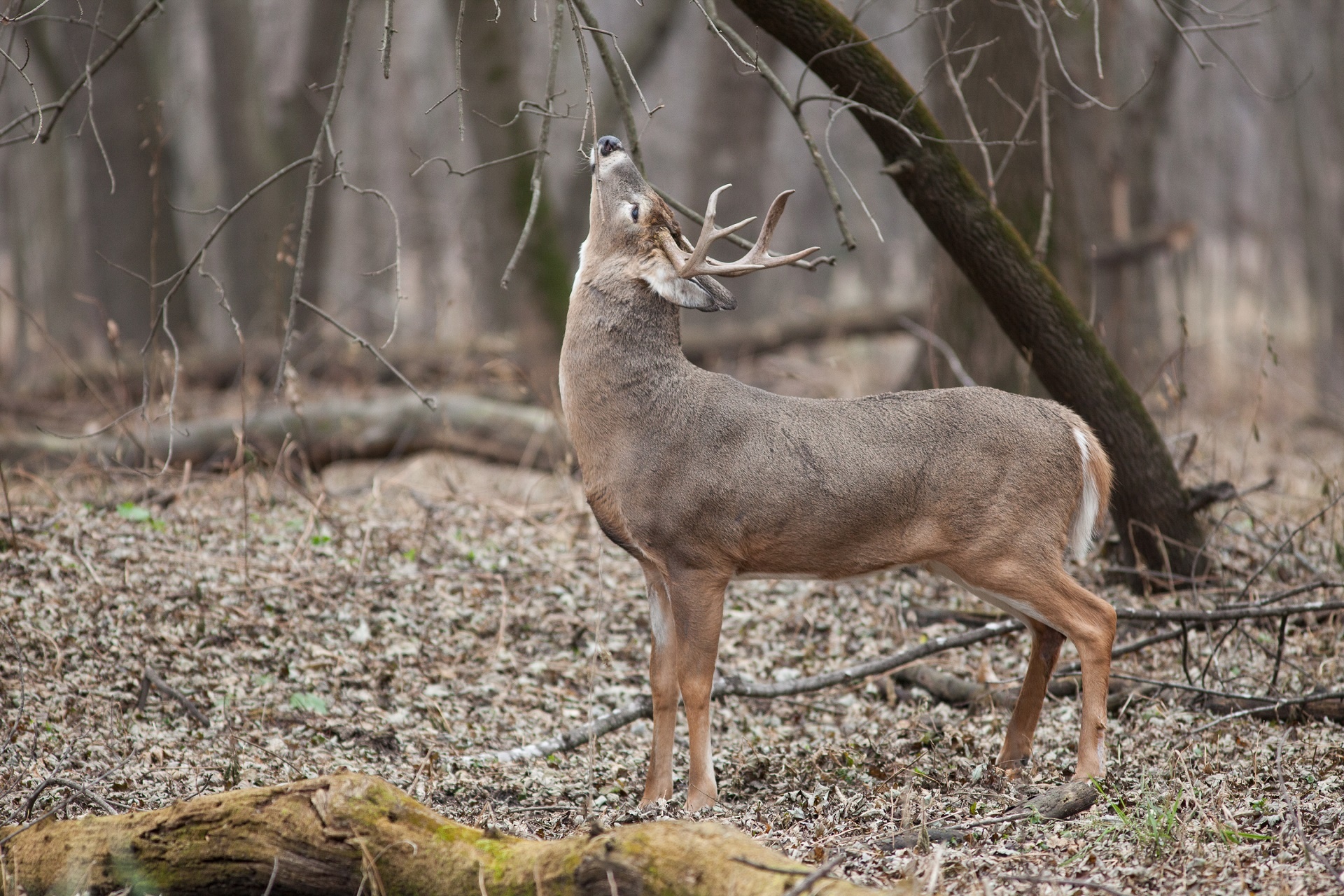 deer white tailed wildlife free photo