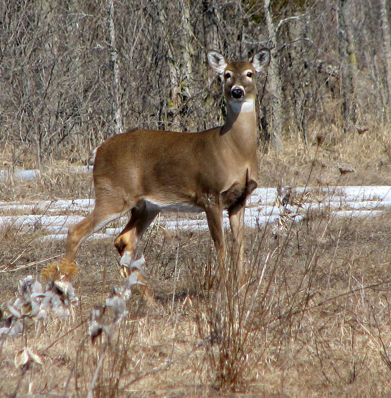 white-tailed deer virginia deer whitetail free photo