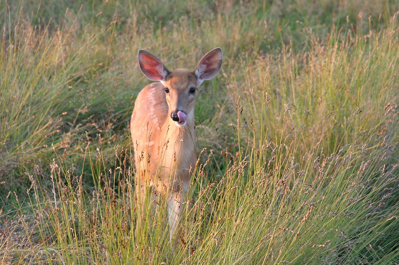 white tailed deer doe wildlife free photo