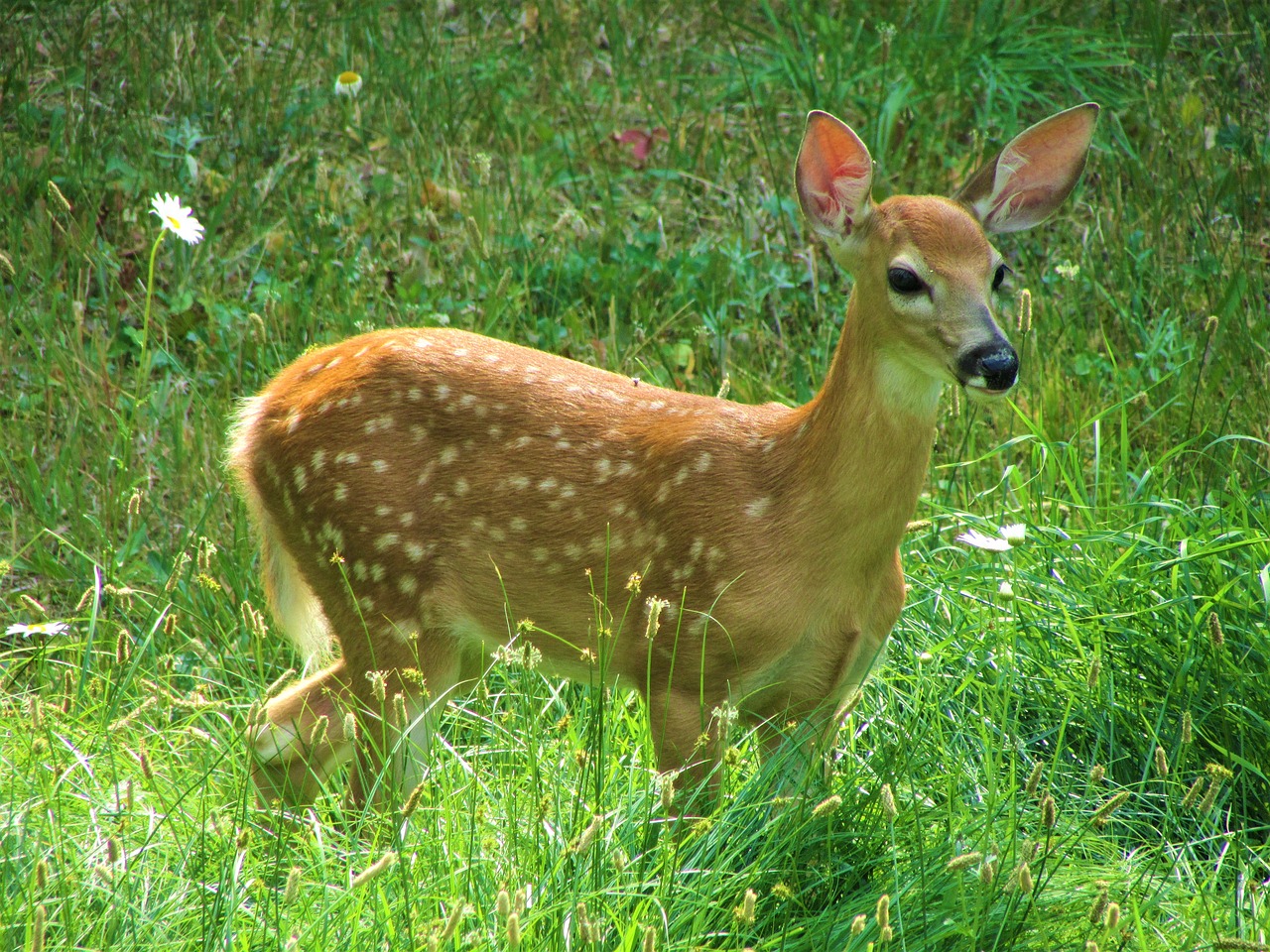 white-tailed deer  fawn  spots free photo