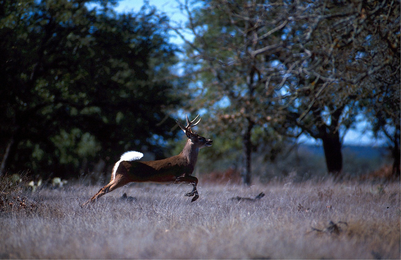 white tailed deer wild running free photo