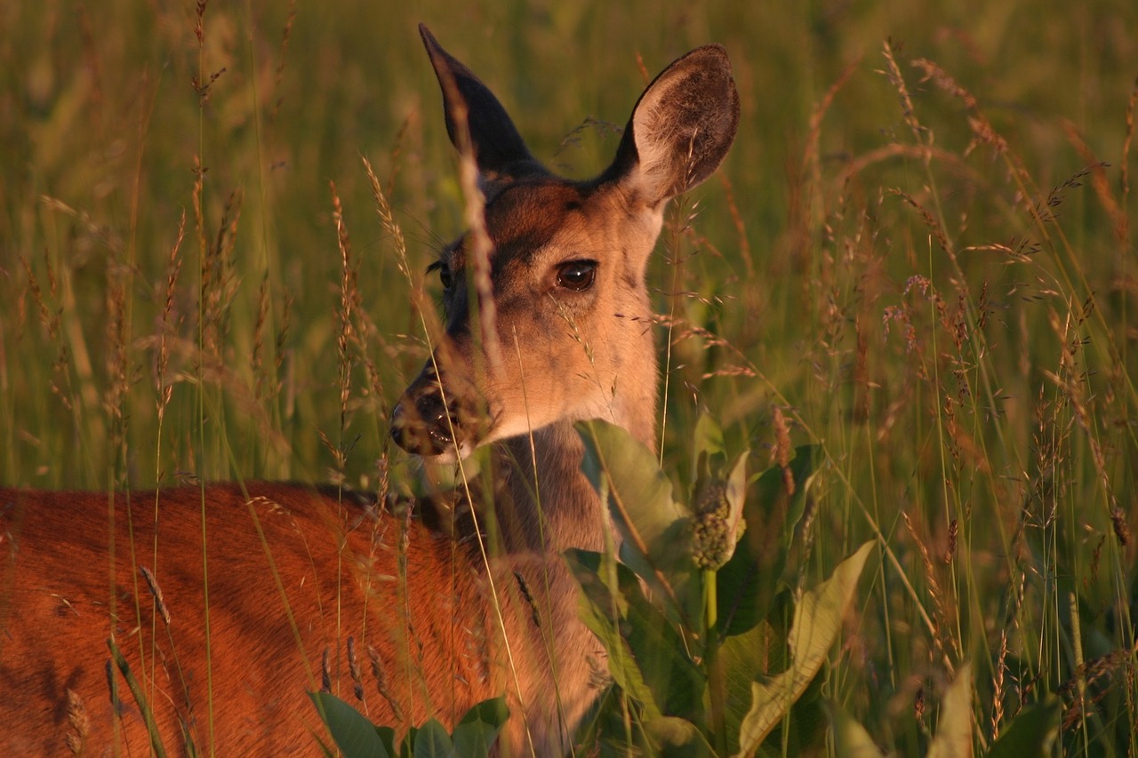 white tailed deer doe wildlife free photo