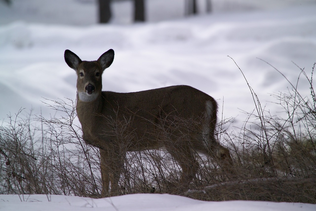 white tailed deer doe wildlife free photo