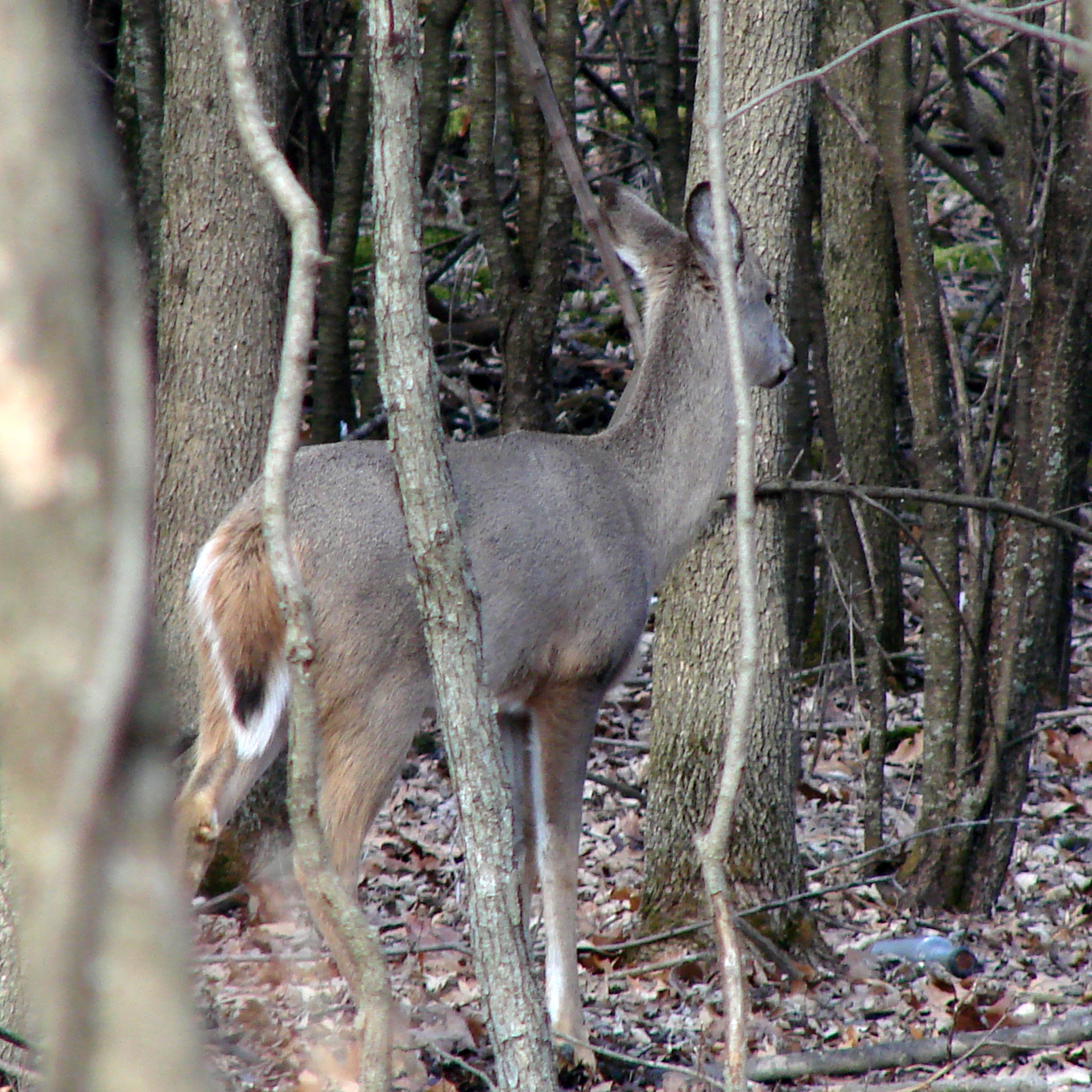 white tailed deer woods nature free photo