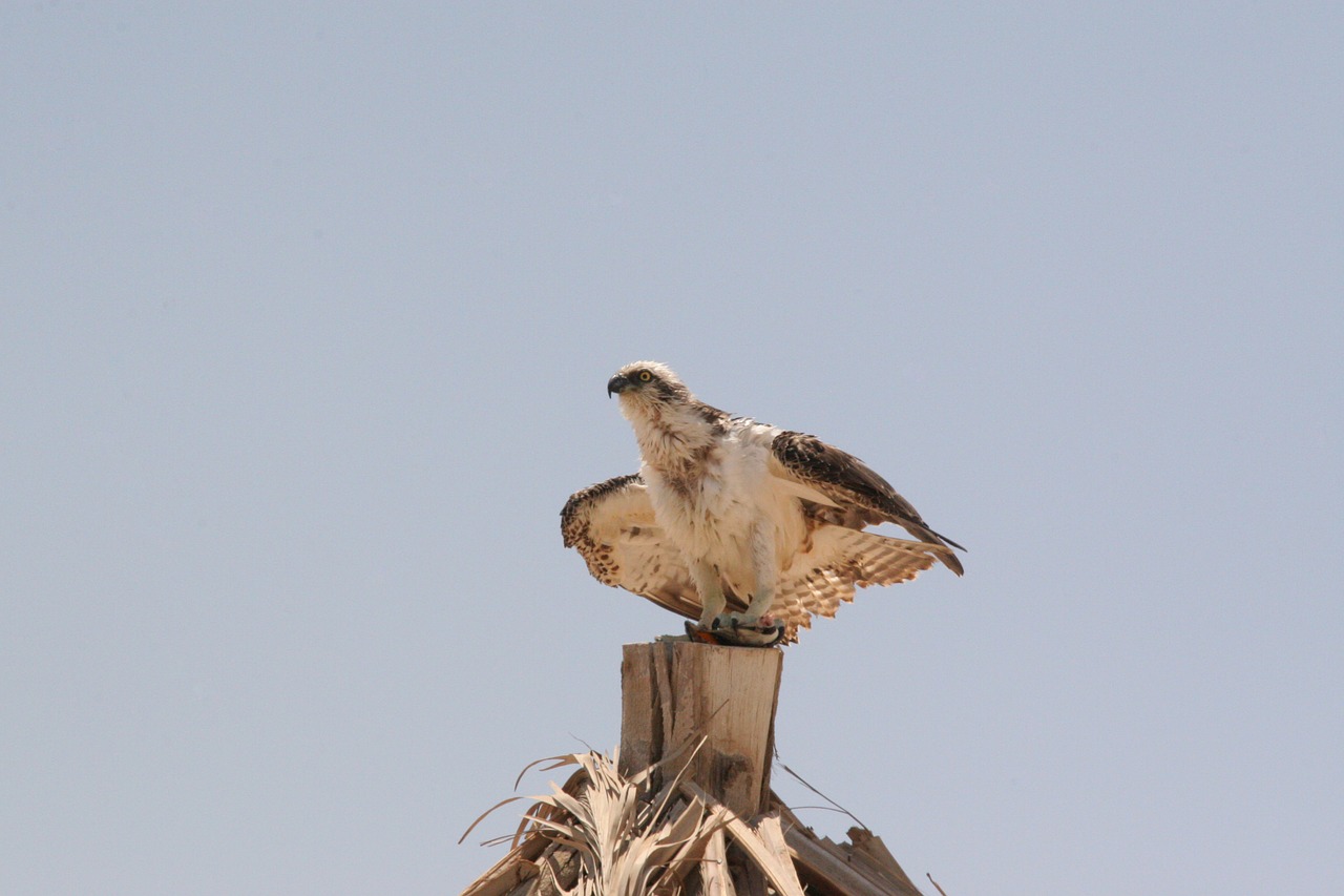 white tailed eagle egypt bird free photo