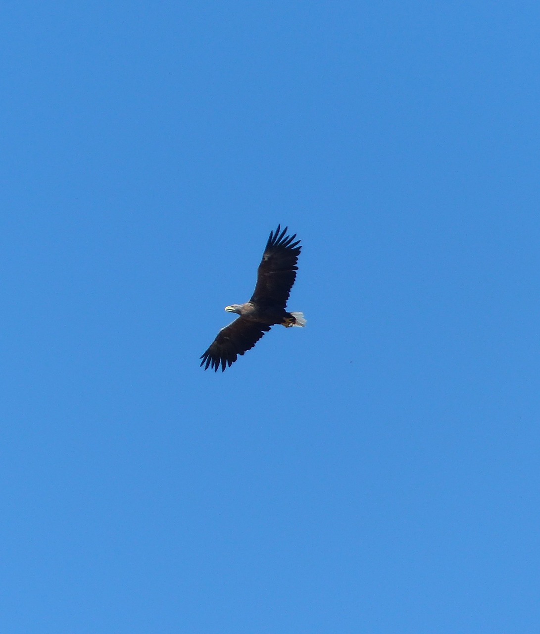 white tailed eagle on usedom free photo