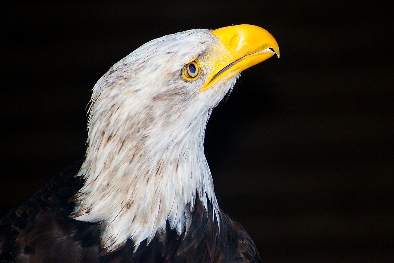 white tailed eagle raptor bird of prey free photo