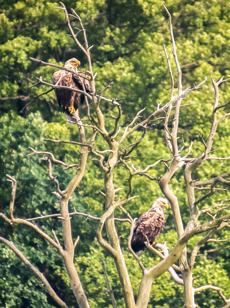 white tailed eagle adler raptor free photo