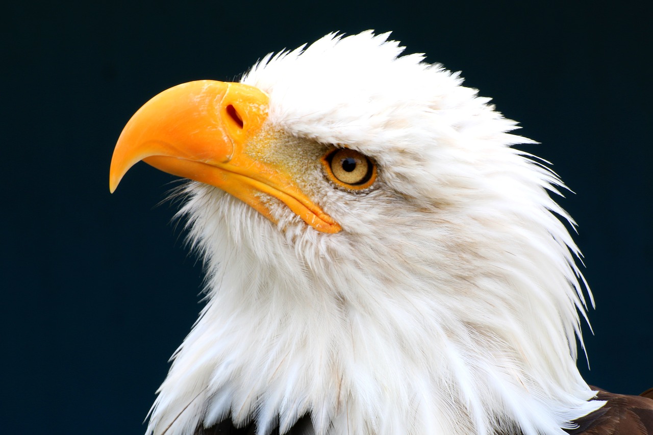 white tailed eagle adler bird of prey free photo