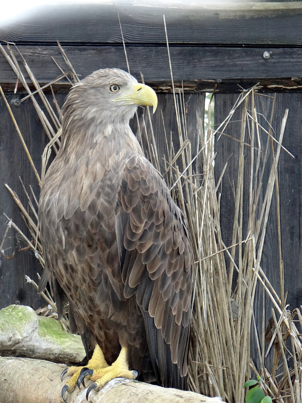 white-tailed eagle bird of prey jastrzębiowaty free photo