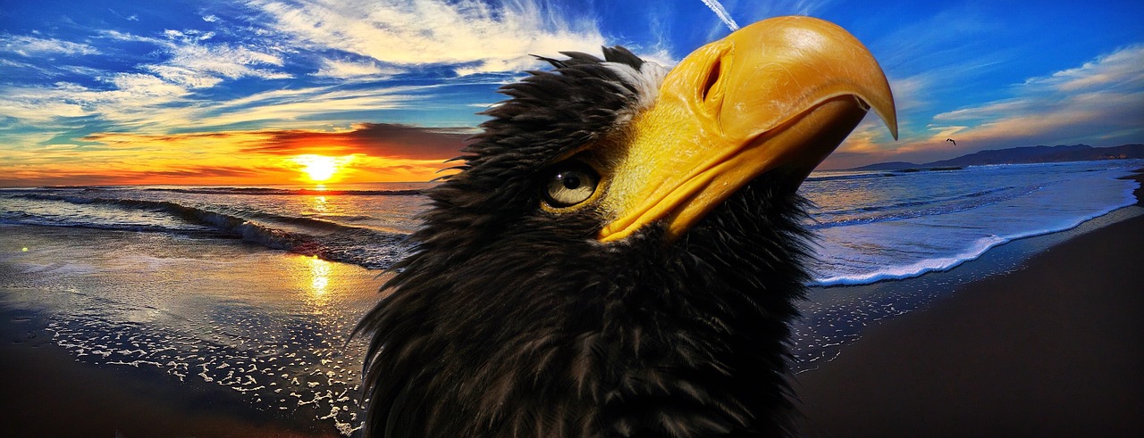 white tailed eagle bird of prey raptor free photo