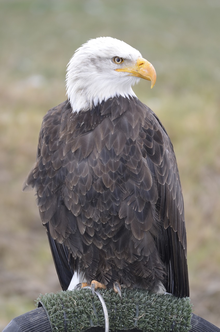 white tailed eagle eagle feathers falconry free photo