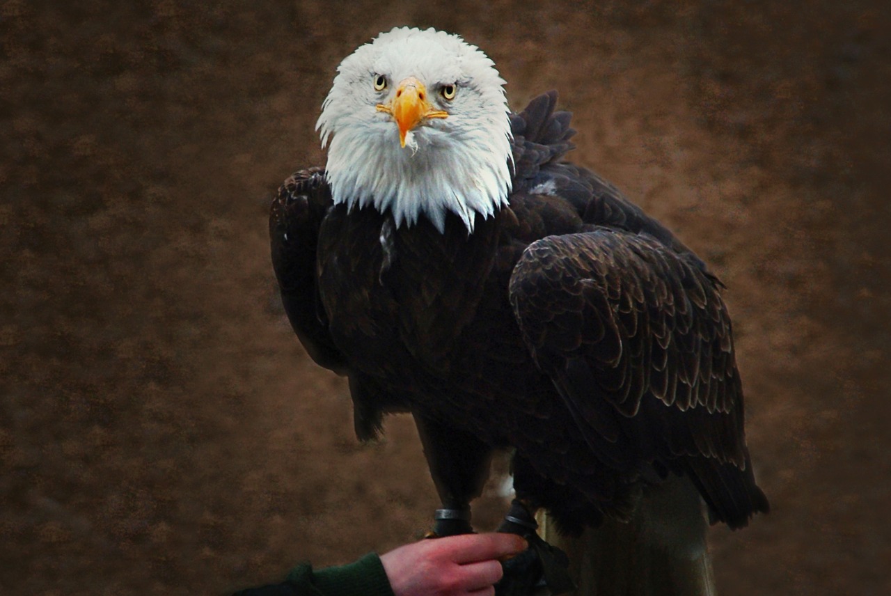 white tailed eagle falconry raptor free photo