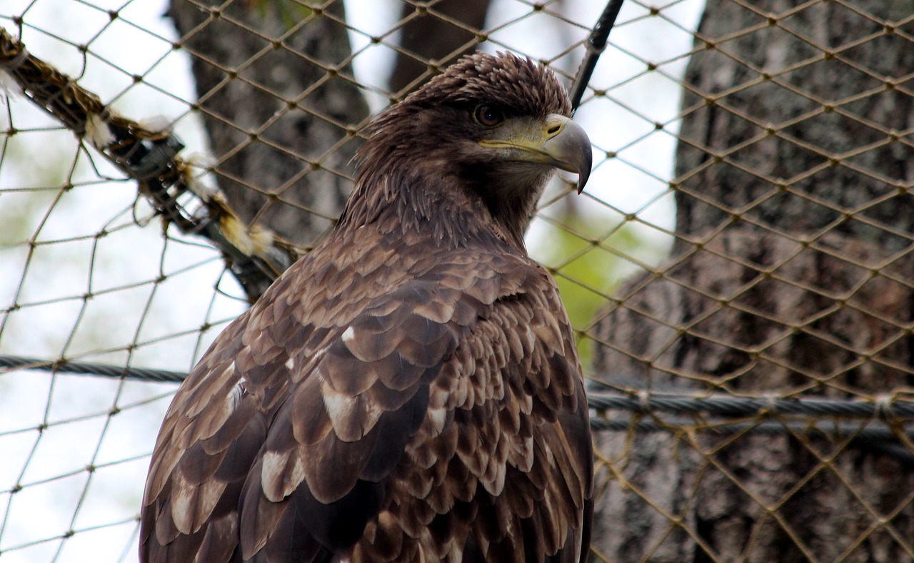 white-tailed eagle haliaeetus albicilla nature free photo