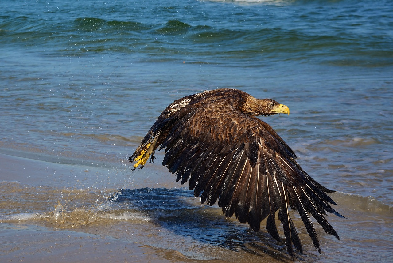 white tailed eagle  baltic sea  bird of prey free photo