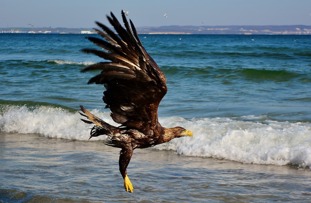 white tailed eagle  baltic sea  bird of prey free photo