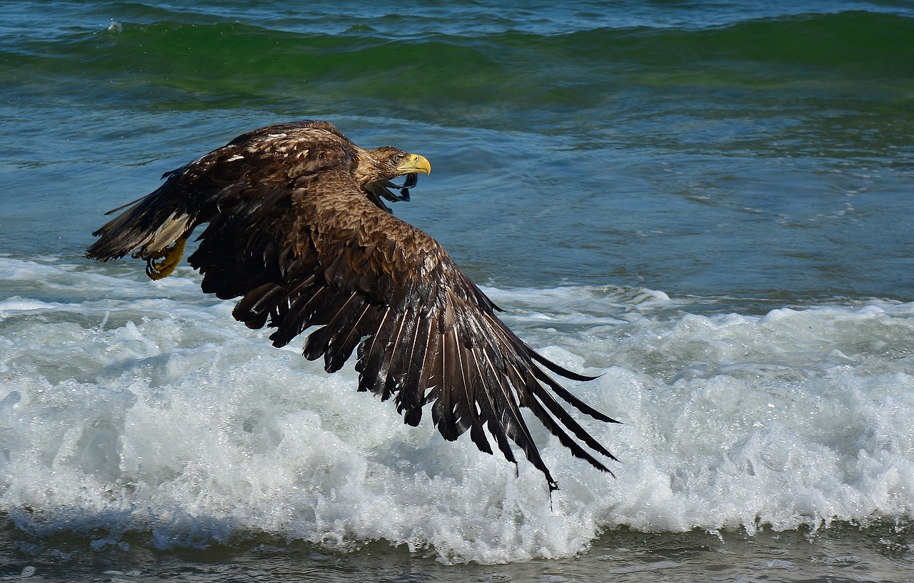 white tailed eagle  baltic sea  bird of prey free photo