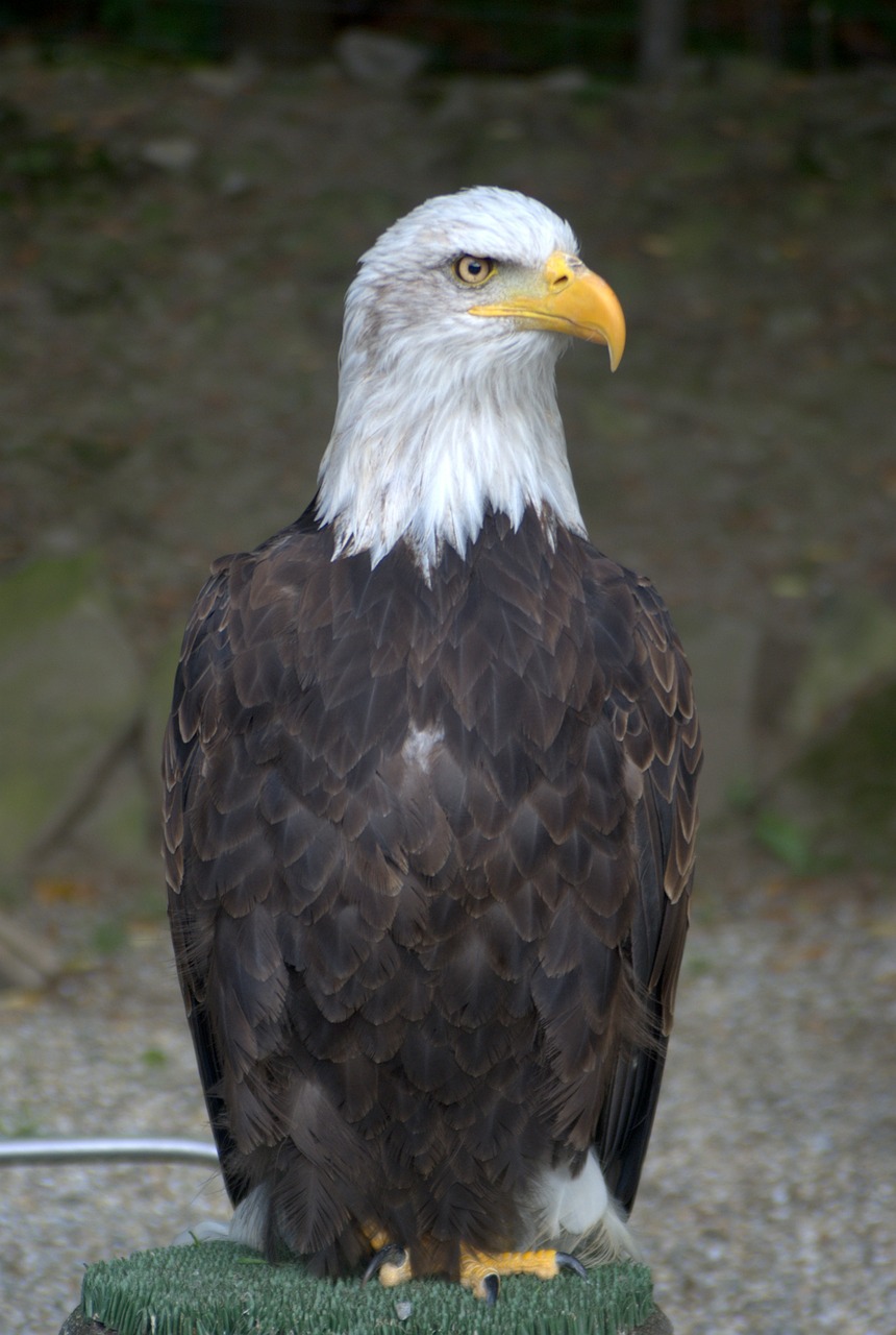 white-tailed eagle eagle bird free photo