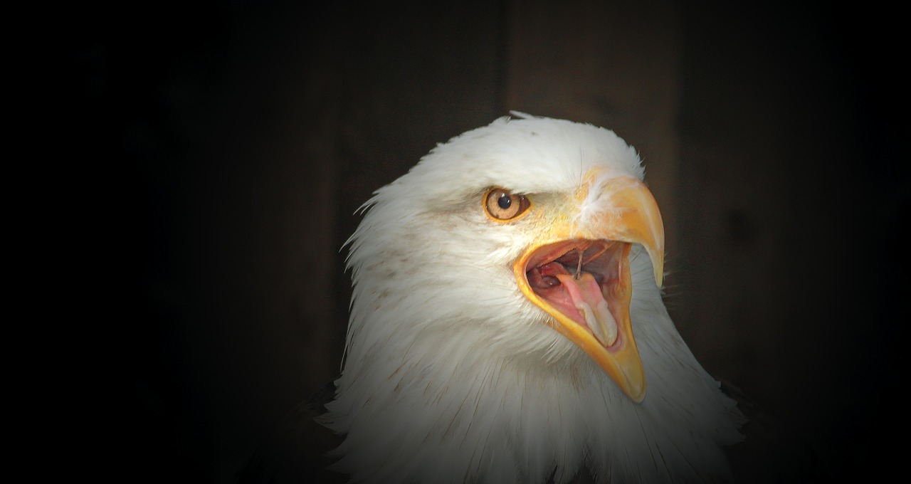 white tailed eagle bald eagle cry free photo