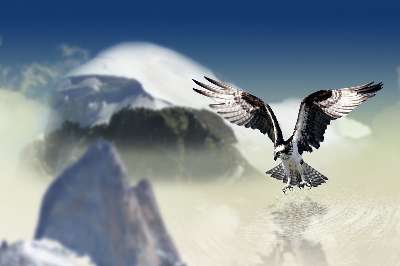 white tailed eagle bird raptor free photo