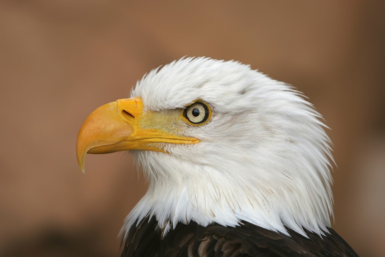 white tailed eagle adler raptor free photo