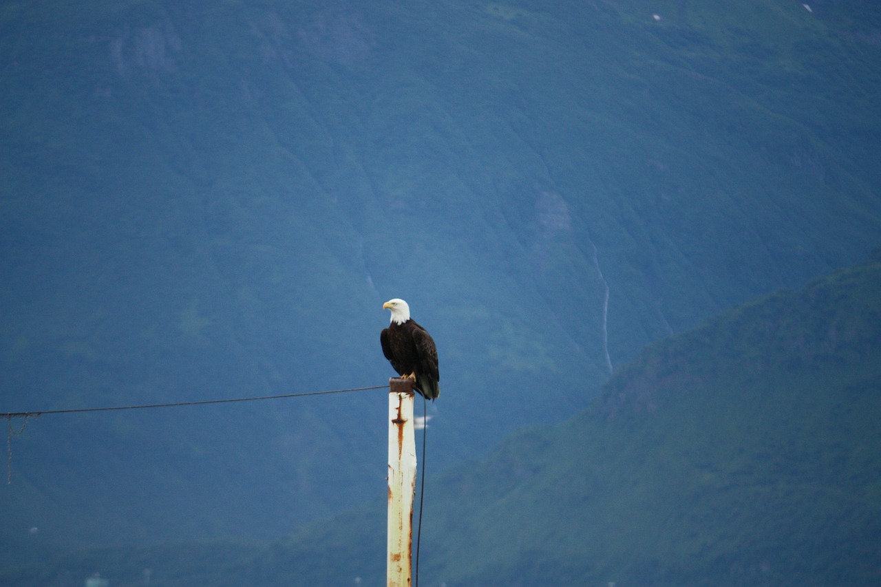 white tailed eagle bald eagle bald eagles free photo