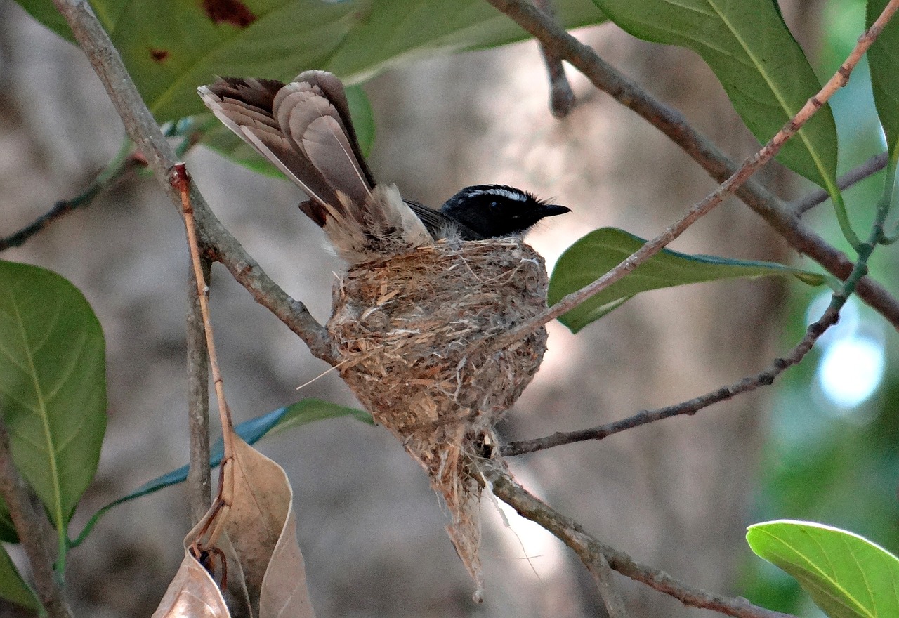 white-throated fantail flycatcher nest incubating free photo