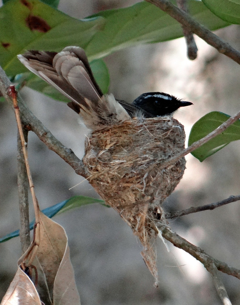 white-throated fantail flycatcher nest incubating free photo