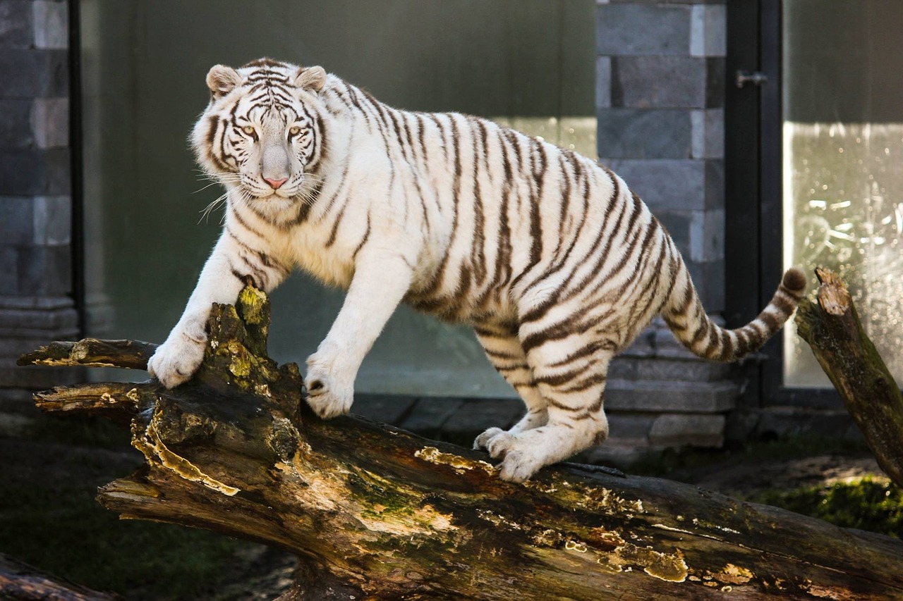 white tiger animal feline free photo