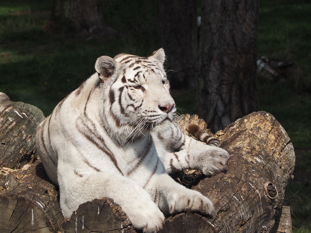 white tiger cat serengeti park free photo