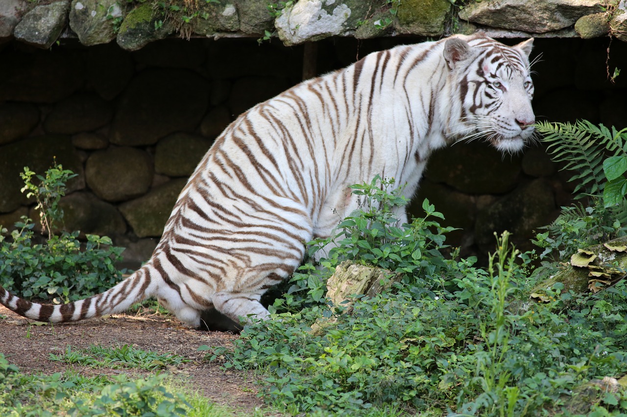 white tiger wild threatened with extinction free photo